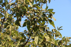 Combretum zeyheri, photograph (c) Tony Rebelo, some rights reserved (CC BY-SA)