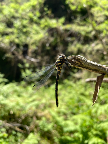 Japanese Relict Dragonfly