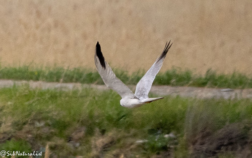 iNaturalist image