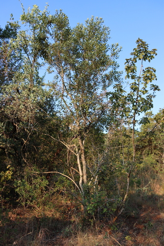 Euclea natalensis, photograph 6