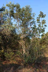 Euclea natalensis, photograph (c) Tony Rebelo, some rights reserved (CC BY-SA)