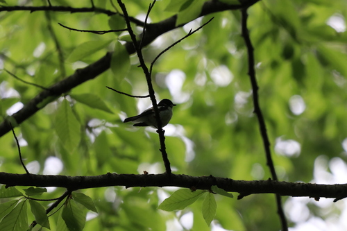 Semicollared Flycatcher (Ficedula semitorquata), photo 10