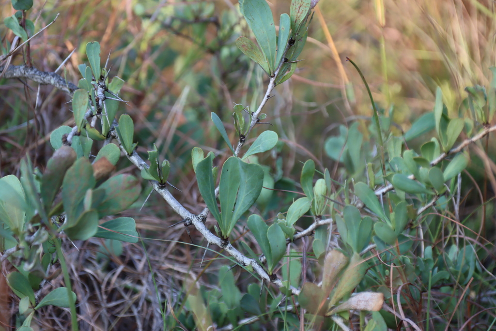 Gymnosporia glaucophylla; photograph (c) Tony Rebelo, some rights reserved (CC BY-SA)