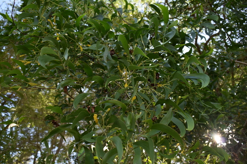 Earpod Wattle