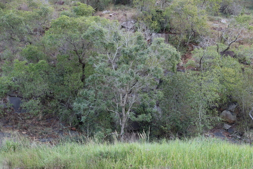 Peltophorum africanum, photograph 4