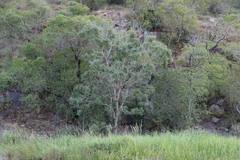 Peltophorum africanum, photograph (c) Tony Rebelo, some rights reserved (CC BY-SA)