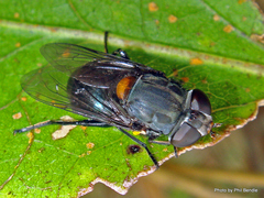Helophilus hochstetteri