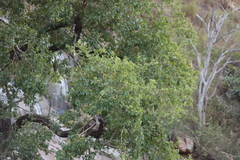 Heteropyxis natalensis, photograph (c) Tony Rebelo, some rights reserved (CC BY-SA)