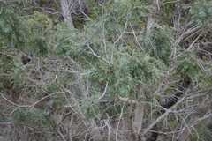 Peltophorum africanum, photograph (c) Tony Rebelo, some rights reserved (CC BY-SA)