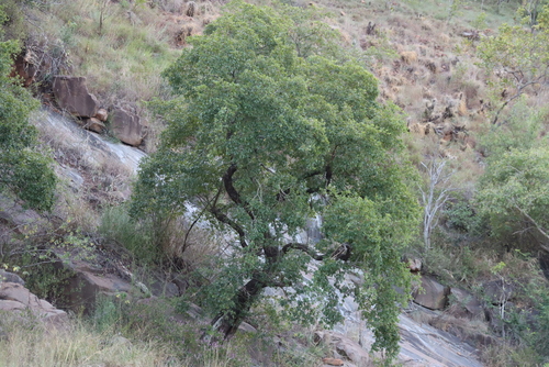 Heteropyxis natalensis