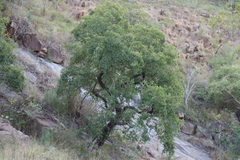 Heteropyxis natalensis