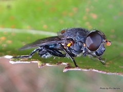 Helophilus hochstetteri