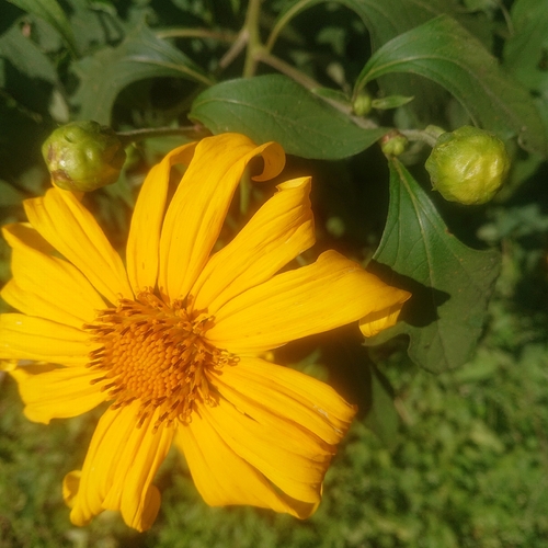 Mexican sunflower