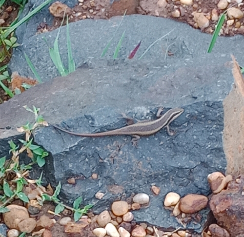 African Striped Skink