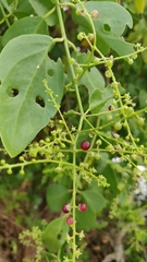 Salvadora persica