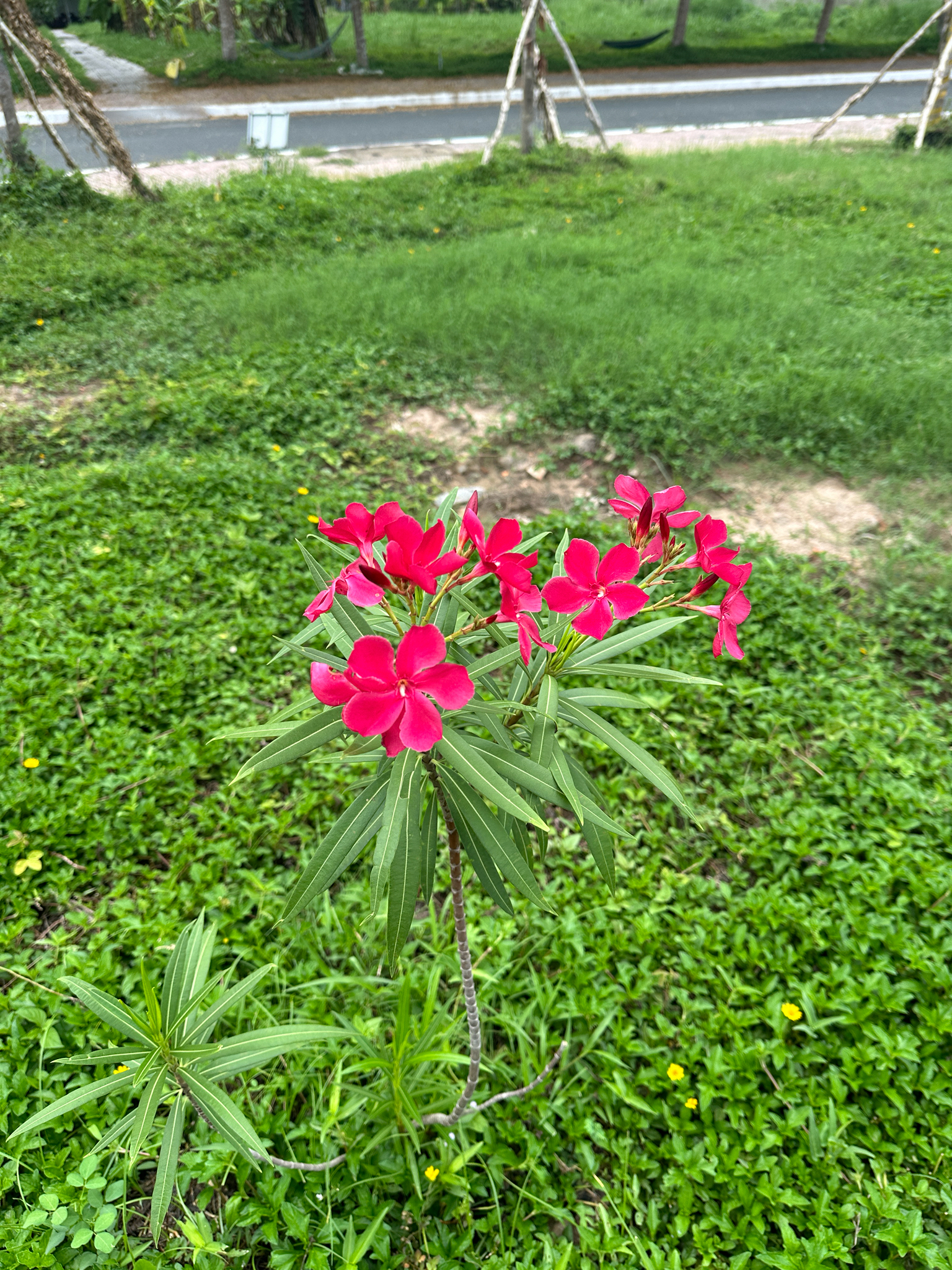 Nerium oleander (Nerium oleander)