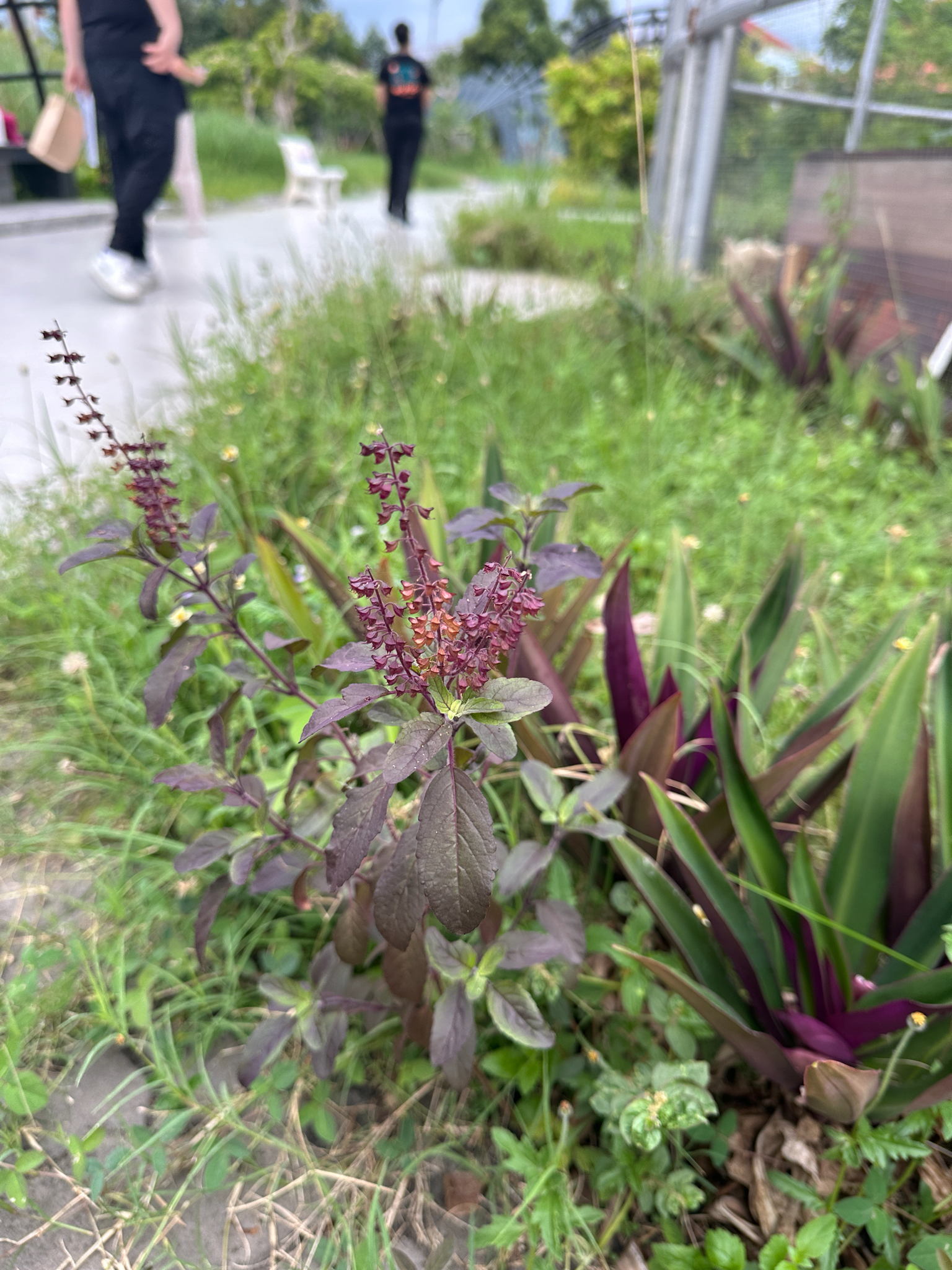 Ocimum tenuiflorum (Ocimum tenuiflorum)