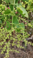 Salvadora persica