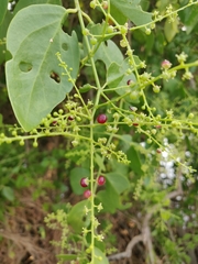 Salvadora persica
