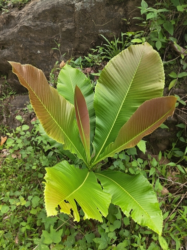 Dillenia pentagyna