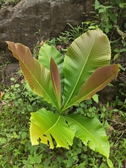 Dillenia pentagyna