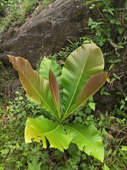 Dillenia pentagyna, photograph (c) rajesh rocky, some rights reserved (CC BY)