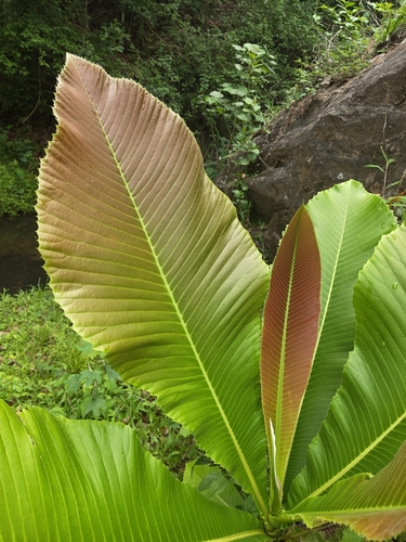 Dillenia pentagyna, photograph 3
