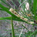 Lomandra - Photo (c) ctracey, some rights reserved (CC BY-NC-SA), uploaded by Christopher Tracey