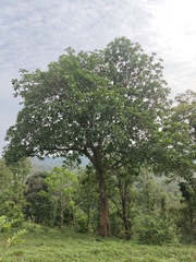 Dillenia pentagyna, photograph (c) rajesh rocky, some rights reserved (CC BY)