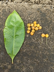 Dillenia pentagyna, photograph (c) rajesh rocky, some rights reserved (CC BY)