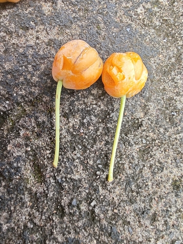 Dillenia pentagyna, photograph 6