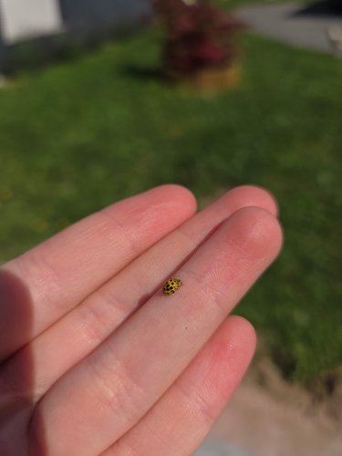 22-spot Ladybird