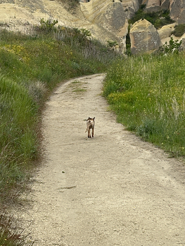 Red Fox