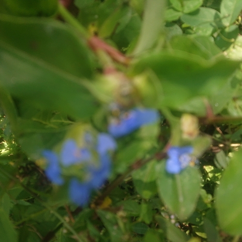 dayflowers