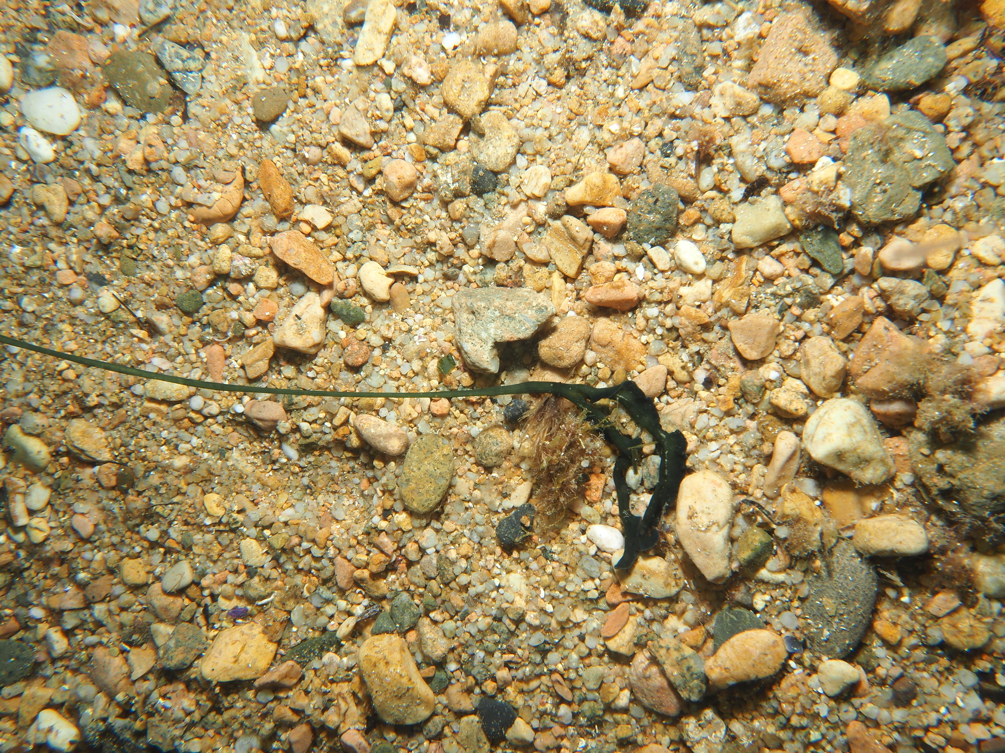 Bonellia viridis Rolando, 1822
