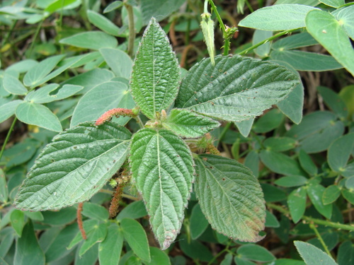 Foxtail copperleaf (Acalypha alopecuroidea)