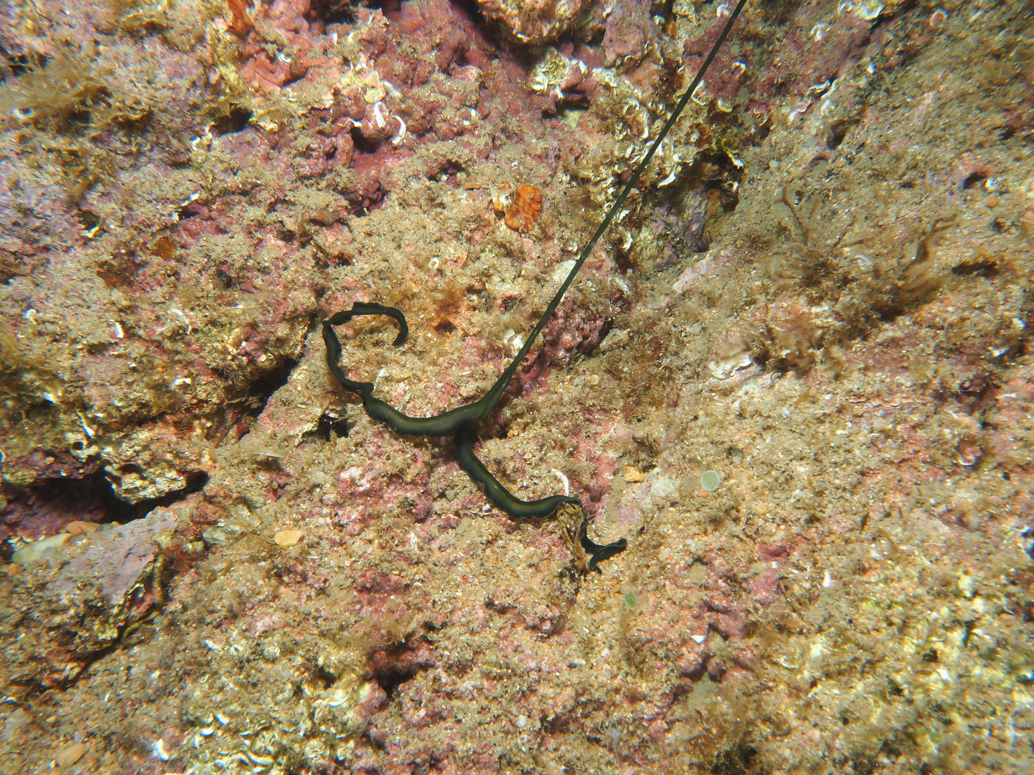 Bonellia viridis Rolando, 1822