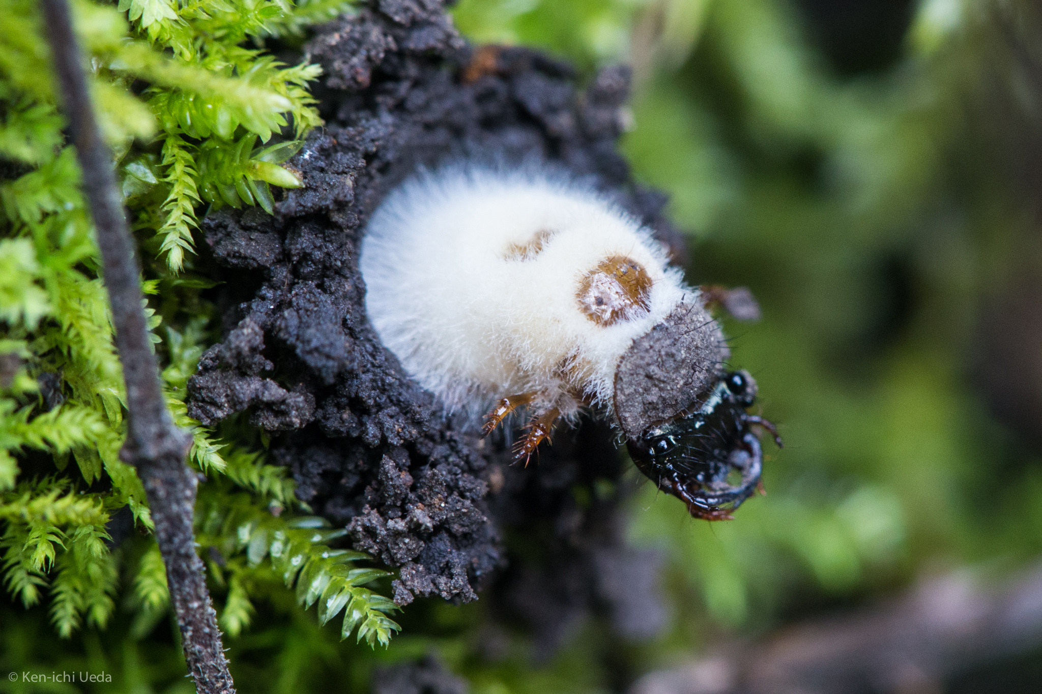 Cordyceps bassiana image