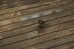 Junco hyemalis image