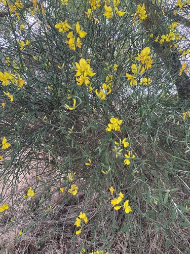 Spanish Broom