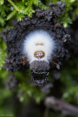 Entomophthorales