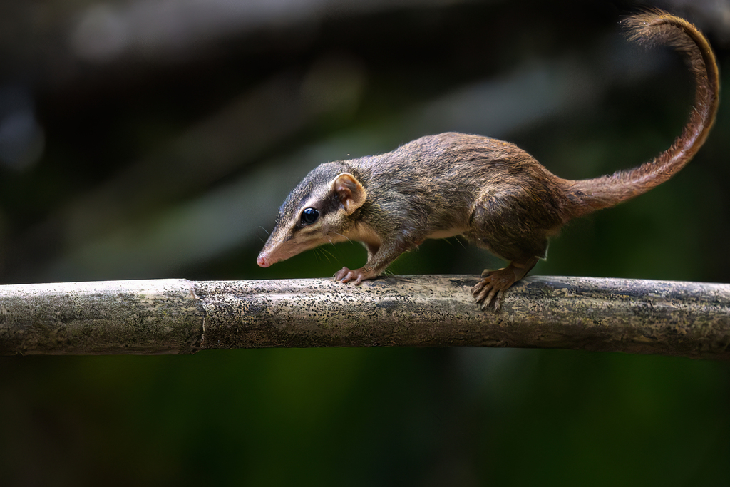 Northern Smooth-tailed Treeshrew