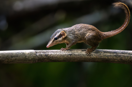 Northern Smooth-tailed Treeshrew (Dendrogale murina)