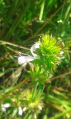 Dicliptera clinopodia