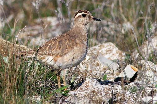 Eurasian Dotterel