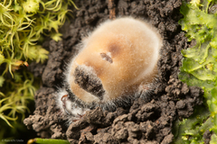 Entomophthorales