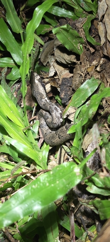 Hump-nosed Viper