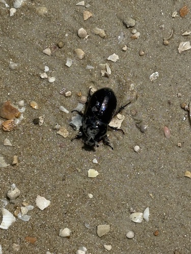Coconut Rhinoceros Beetle