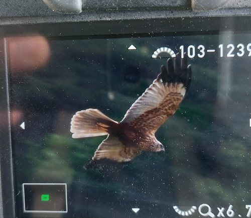 Western Marsh Harrier
