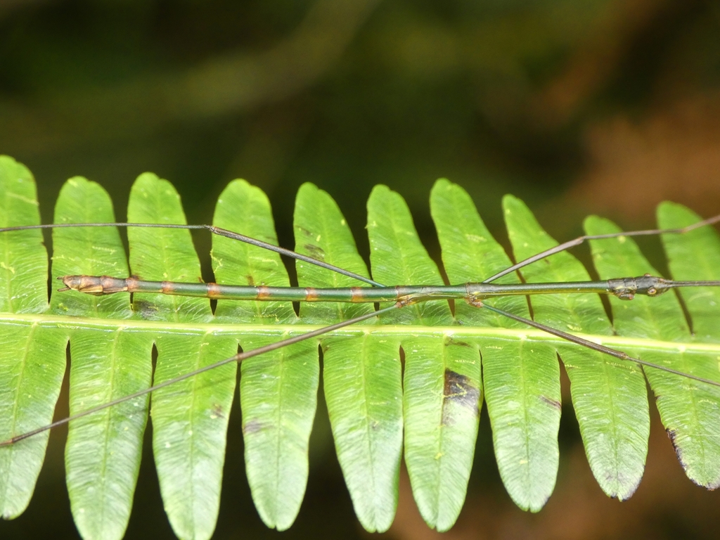 Singaporoidea yanae